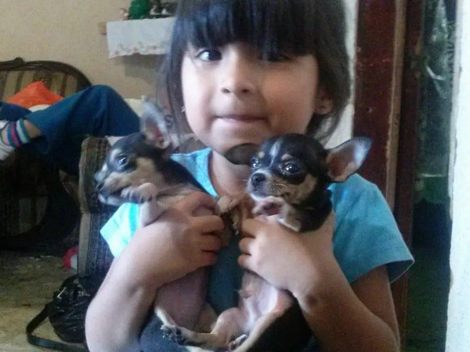 socialize your Chihuahua around kids