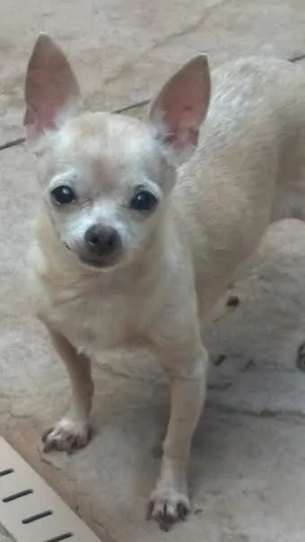 Falina the Chihuahua