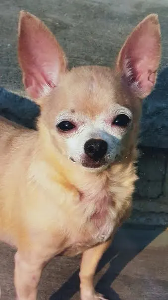 Falina the Chihuahua