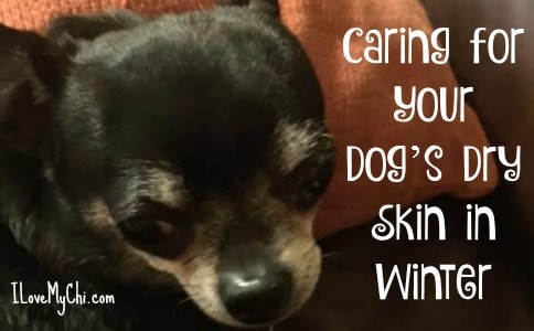 Caring for Your Dog's Dry Skin in Winter with #BayerExpertCare skin care