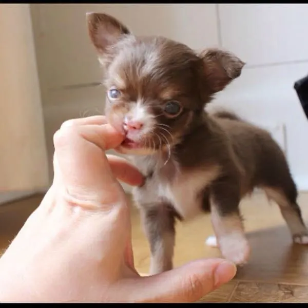 chihuahua puppy nibbling on finger.