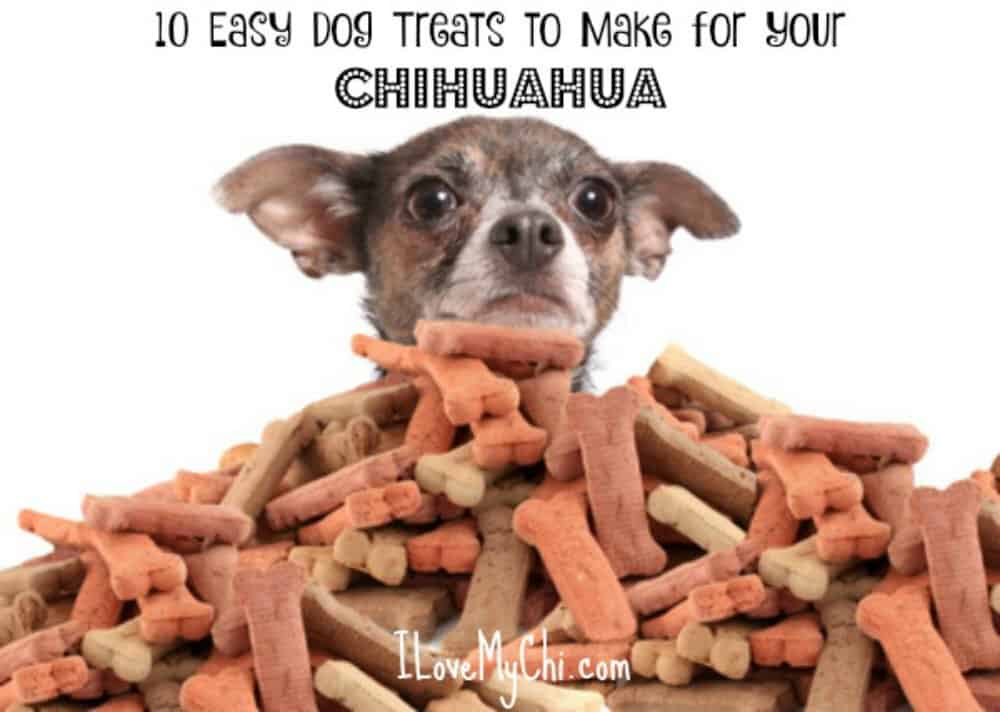 chihuahua buried in dog treats