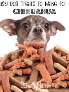  Chihuahua and pile of dog bone treats