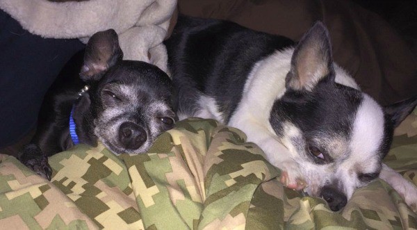 Shade and Chunk the Chihuahuas