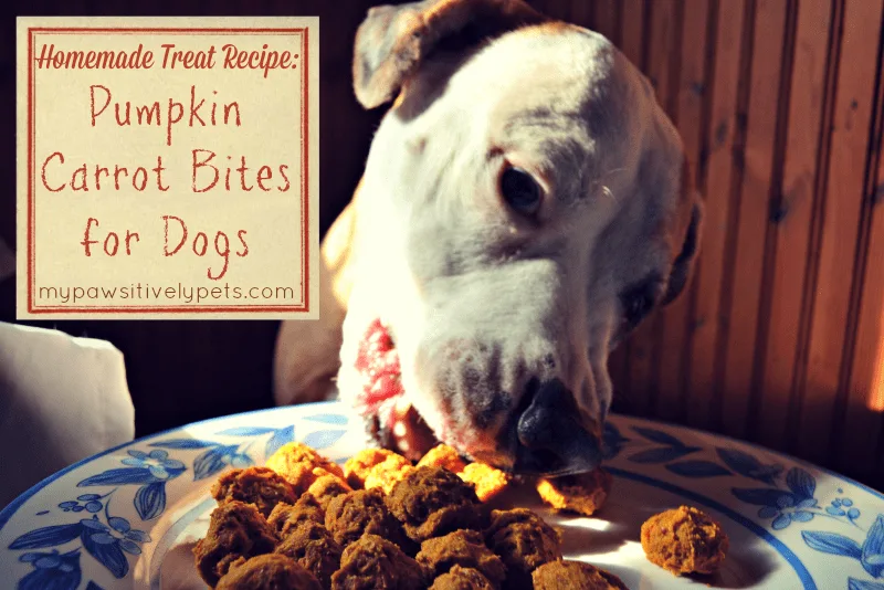 pumpkin carrot bites