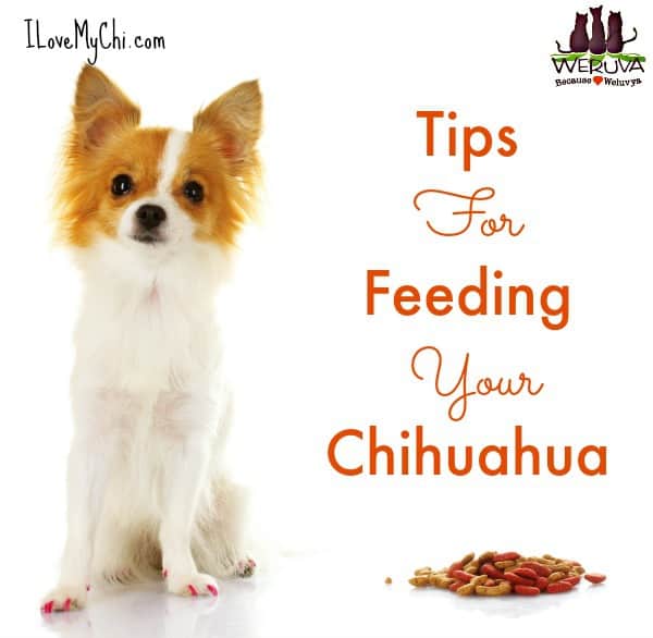 when should i stop feeding my chihuahua puppy food