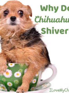 brown, tan and white long haired chihuahua sitting in coffee cup