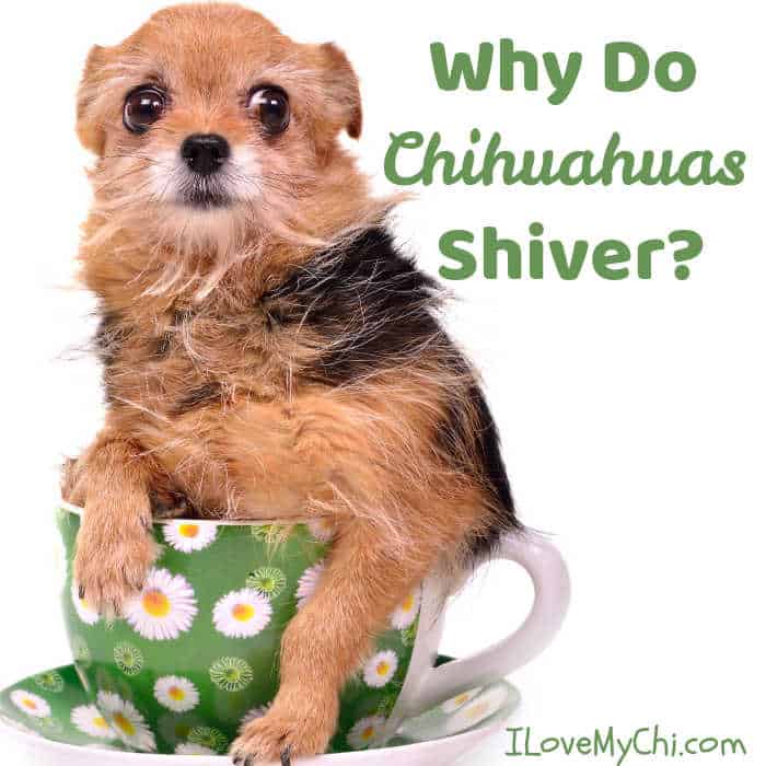 Why do chihuahuas shiver so much