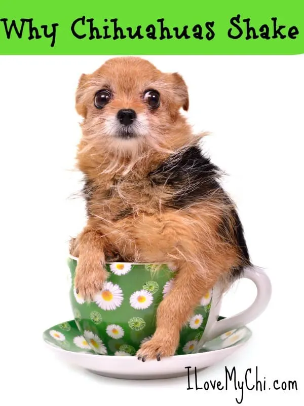 fawn chihuahua puppy in tea cup