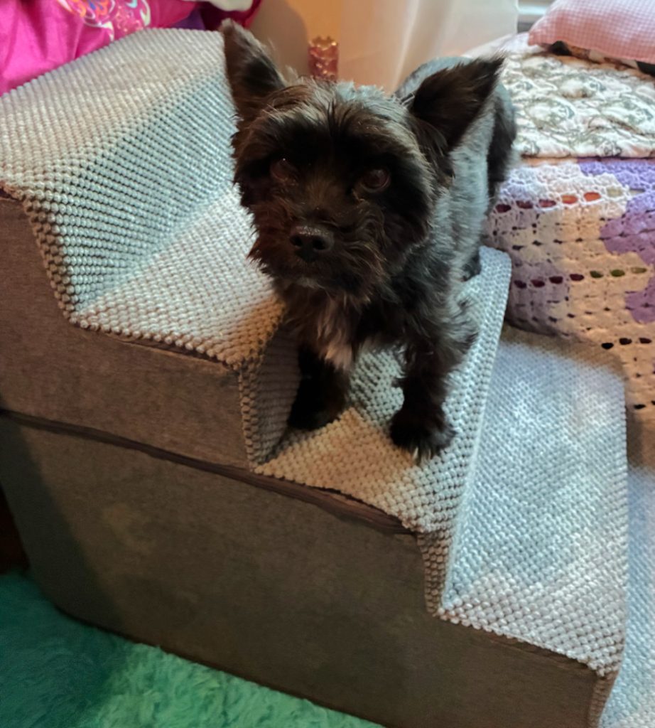 Black Yorkie standing on steps.