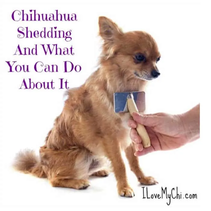 why is my chihuahua losing hair?