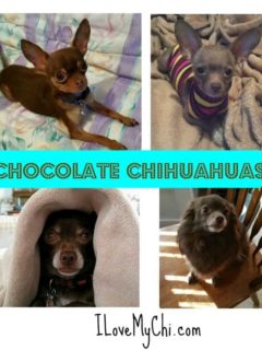 Chocolate Chihuahua