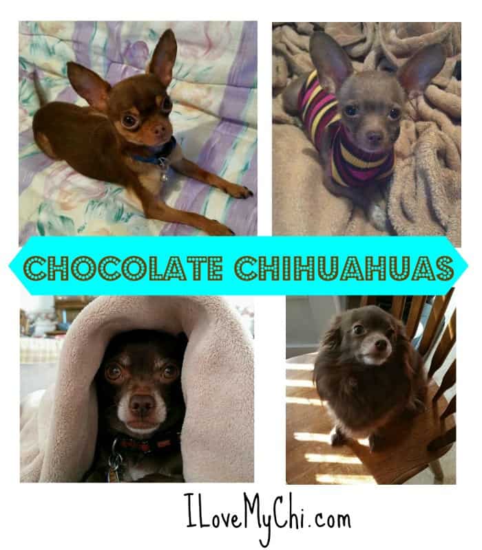 Chocolate Chihuahuas