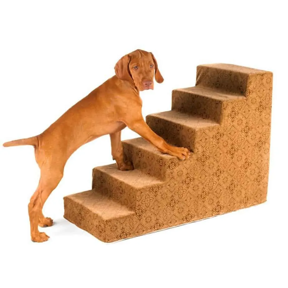 Dog 2024 climbing stairs