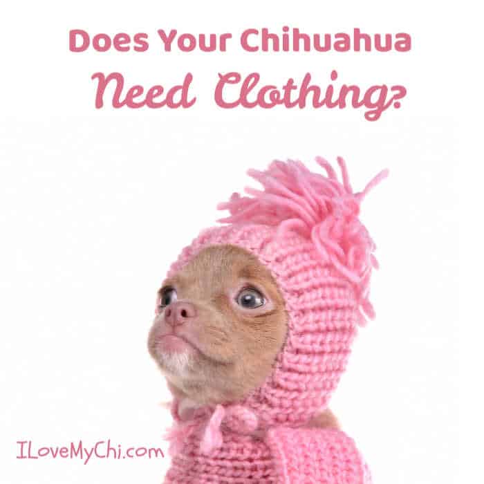 chihuahua with pink hat and coat