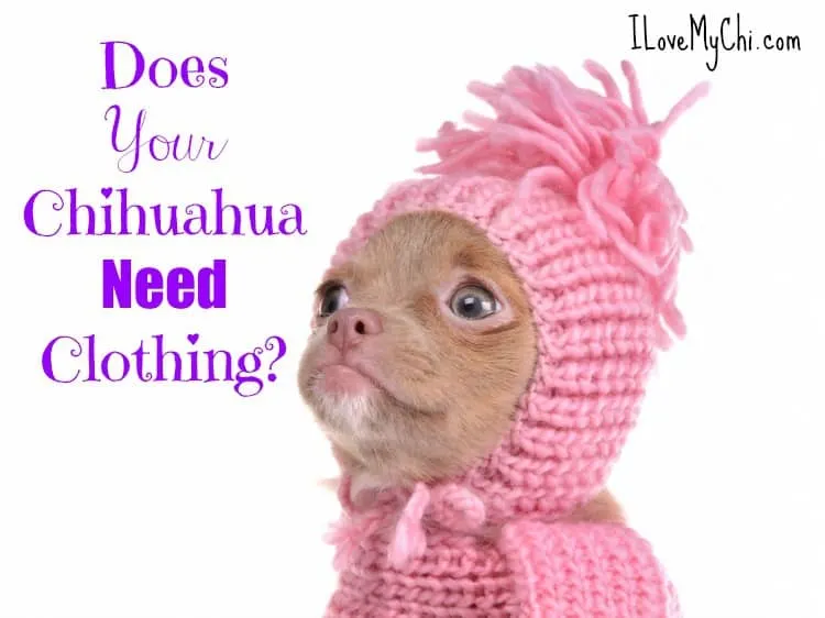 Do chihuahuas best sale need sweaters