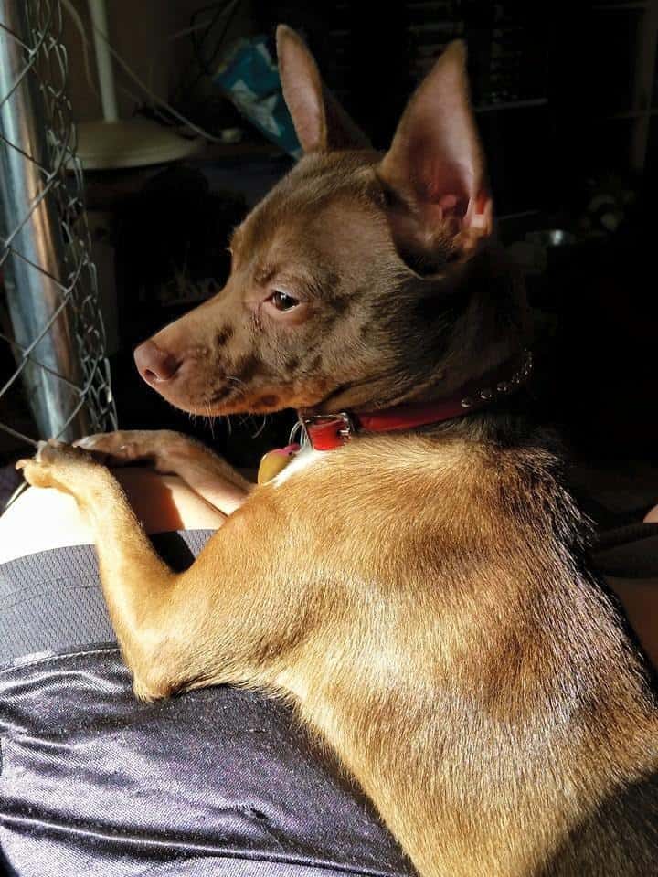 Emerald Cook‎'s Chihuahua.