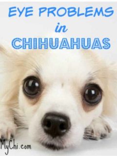 cream colored chihuahua dog face with large eyes