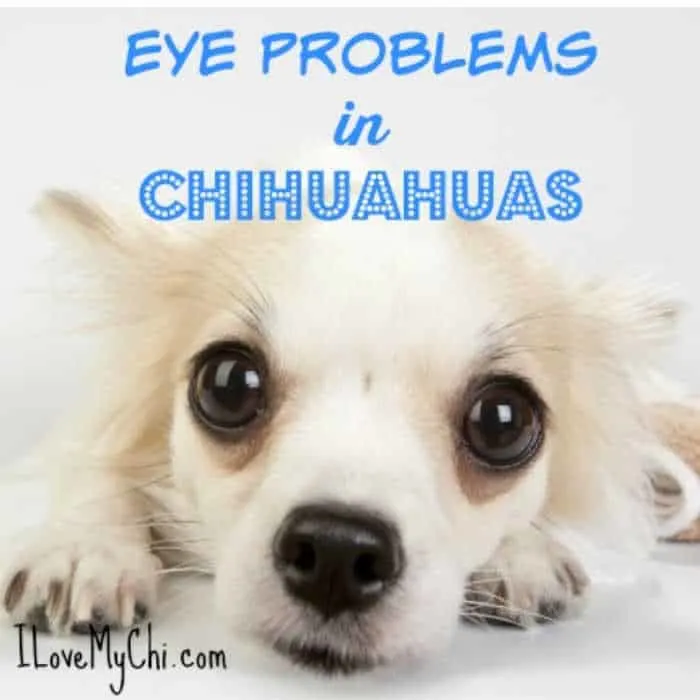 chihuahua eyesight