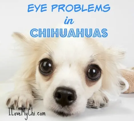 do all chihuahuas go blind