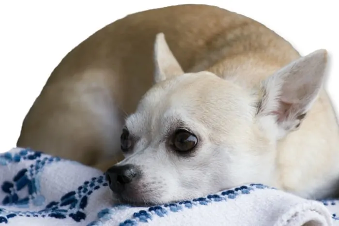 Grieving Chihuahua