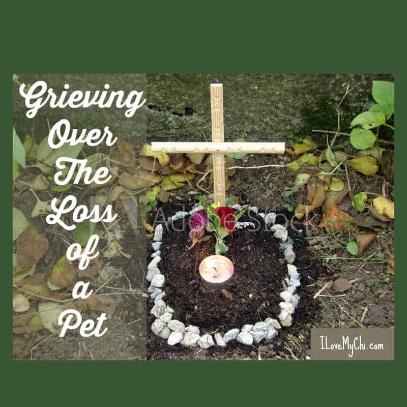 a dog's grave site