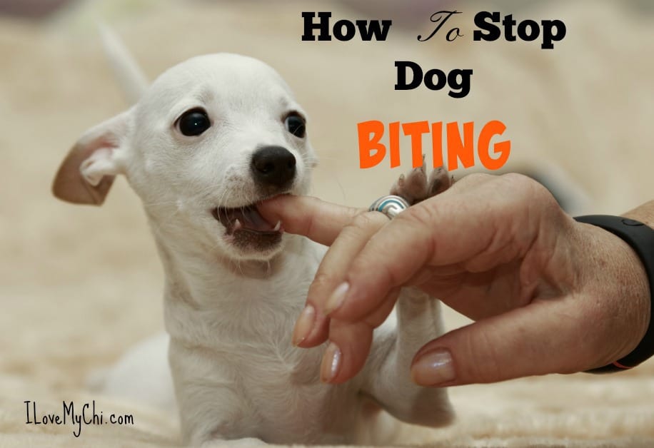 How to Stop Dog Biting