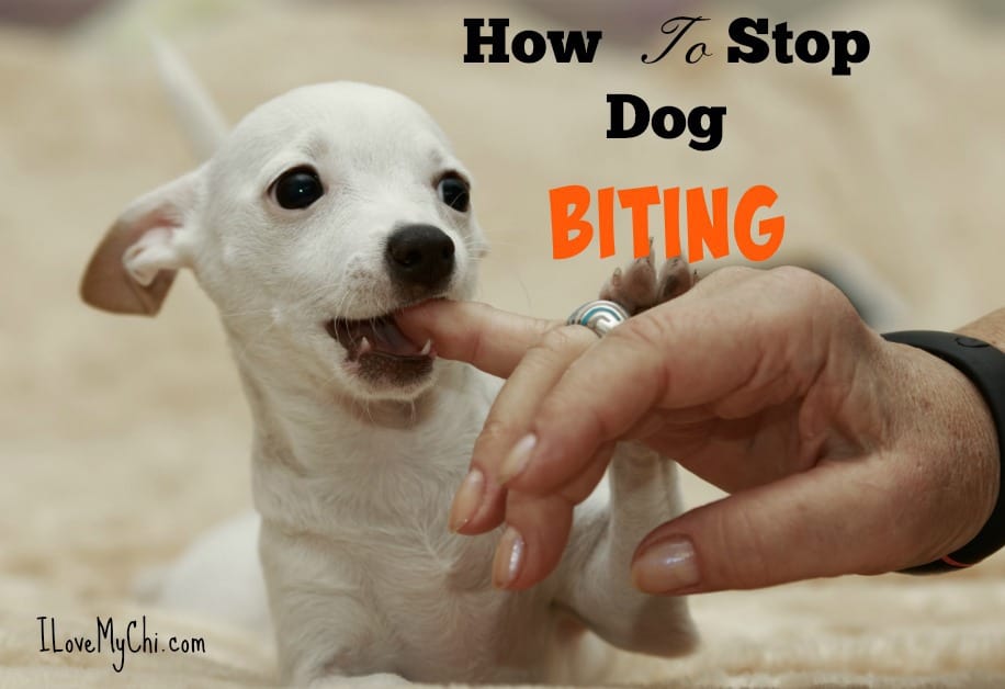 why does my chihuahua bite me? 2