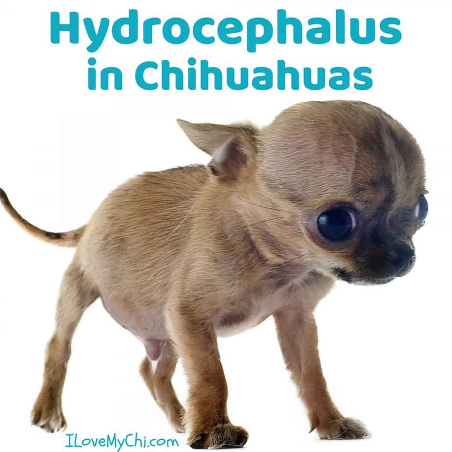 tiny fawn colored puppy with large head that has Hydrocephalus