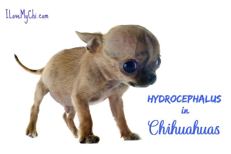 Hydrocephalus in Chihuahuas