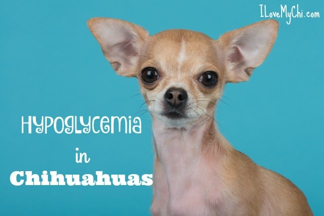 Hypoglycemia in Chihuahuas