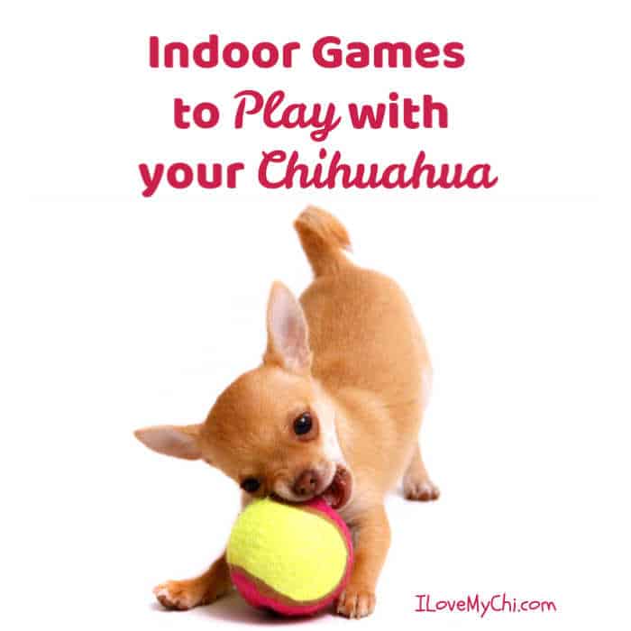 Indoor Games to Play with your Chihuahua - I Love My Chi