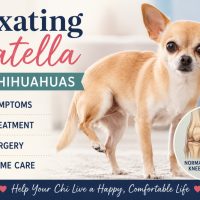 A tan Chihuahua stands with one back leg lifted, illustrating the classic 