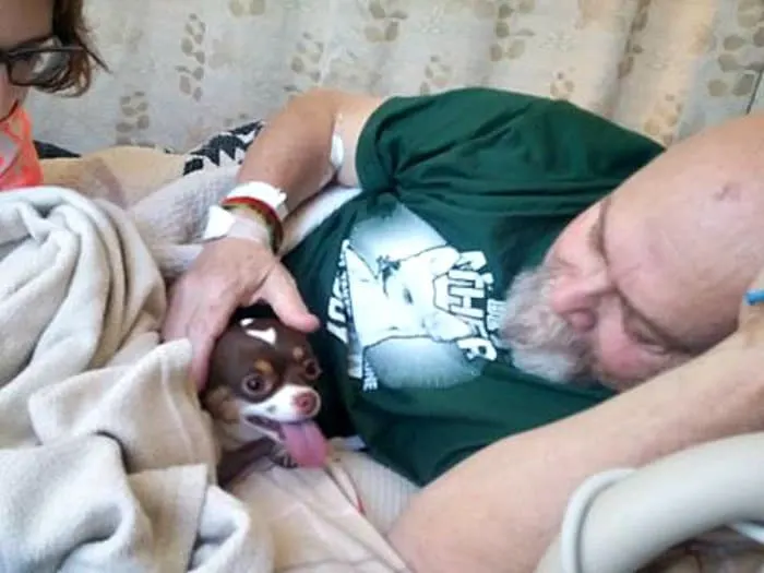 Chihuahua laying in blanket with sick older man.