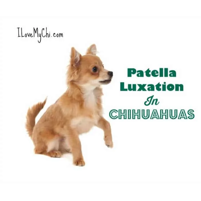 long hair fawn colored chihuahua dog with hurt leg