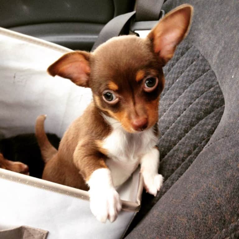 Chocolate Chihuahuas - I Love My Chi