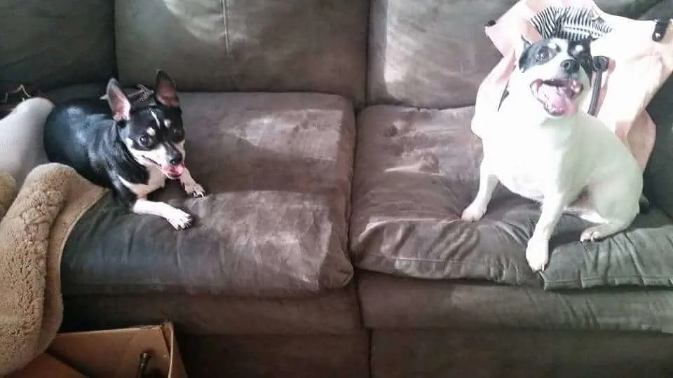 2 black and white chihuahuas