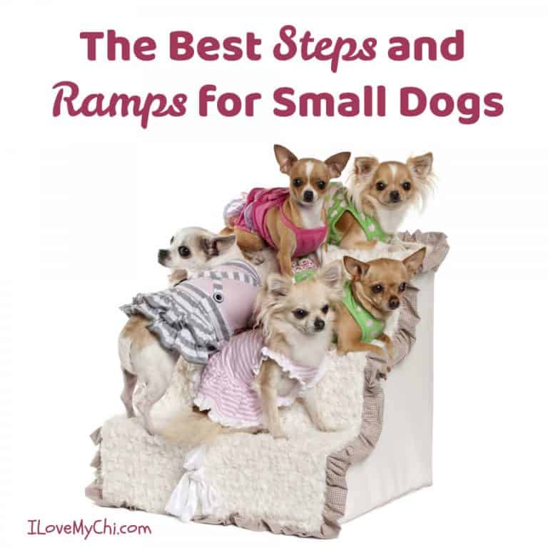 Group of chihuahua dogs standing on pet steps.