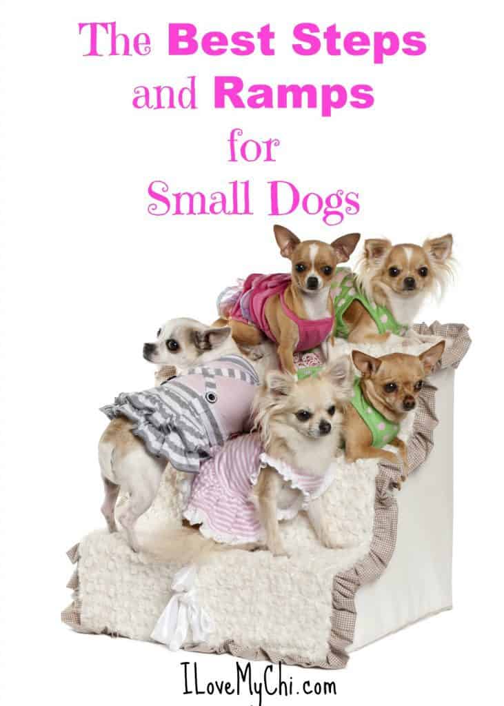 The Best Steps and Ramps for Small Dogs