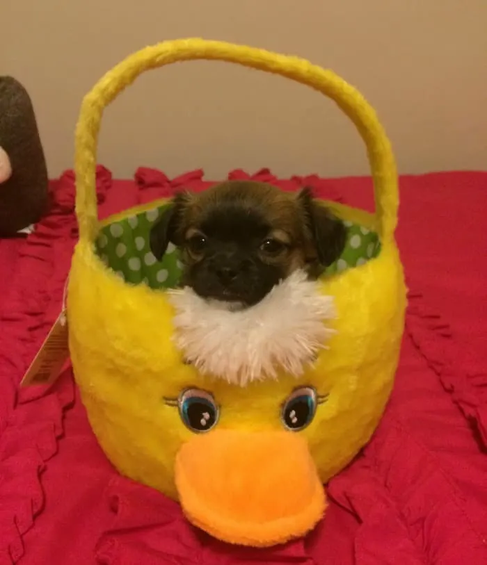 Chihuahua puppy in easter basket