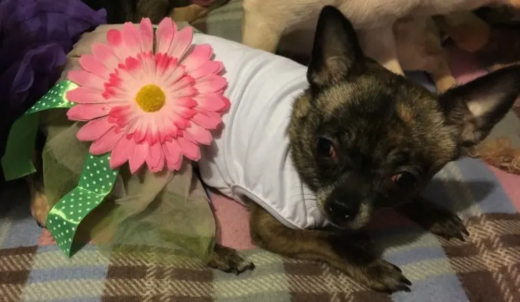 brindle Chihuahua in flower dress
