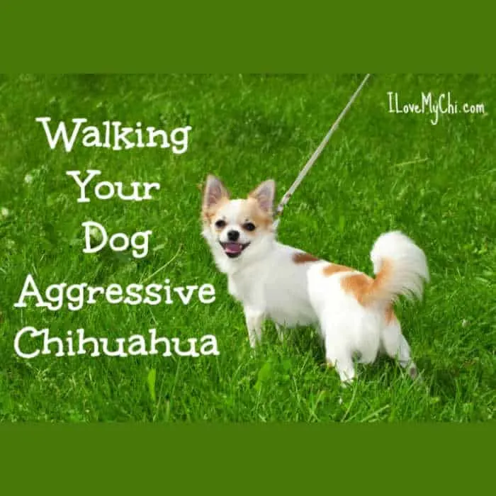 white and tan chihuahua being walked outside in grass