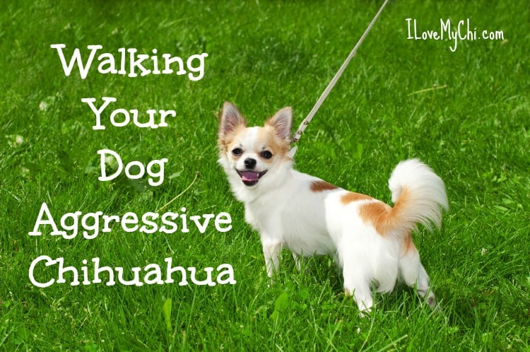 Walking your dog aggressive Chihuahua