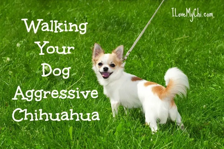 how do i stop my chihuahua from being aggressive