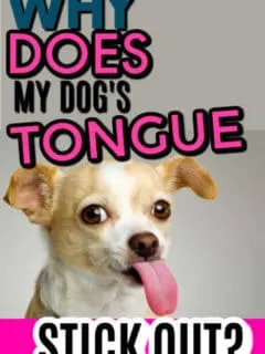 fawn and white chihuahua's face with tongue out