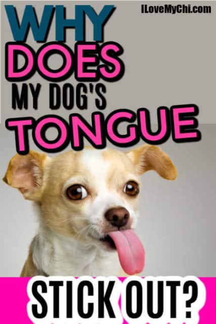 Why Does My Dog's Tongue Stick Out? - I Love My Chi