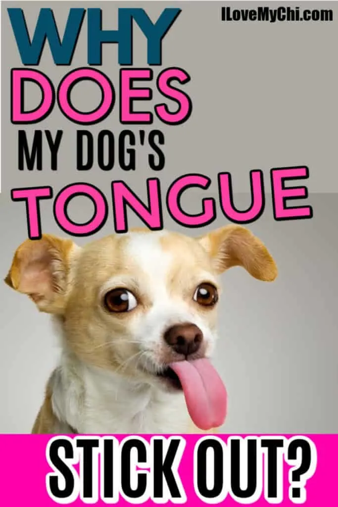 fawn and white chihuahua's face with tongue out