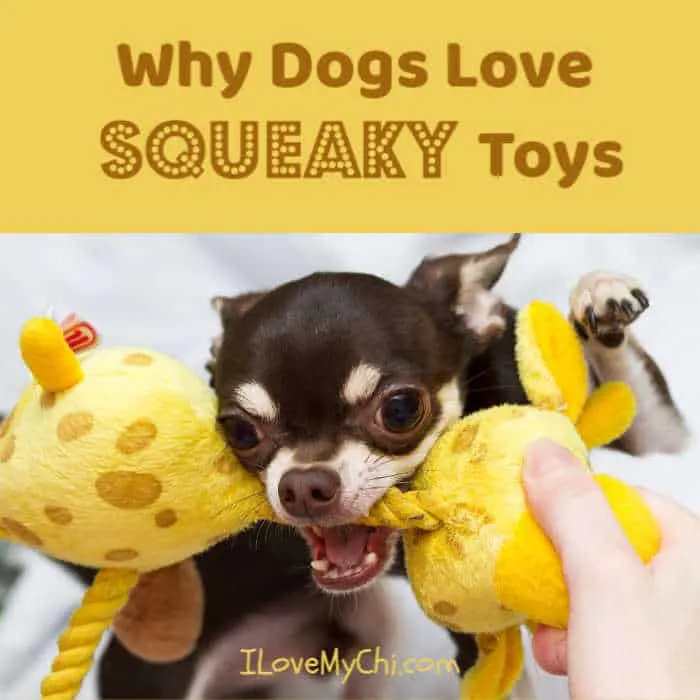 chihuahua with squeaky toy in mouth