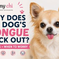 Featured image for a dog health article titled ‘Why Does My Dog’s Tongue Stick Out? Causes + When to Worry’ showing a cute tan long-haired Chihuahua with its tongue sticking out slightly. The image includes the I Love My Chi logo and colorful text about common causes and warning signs.
