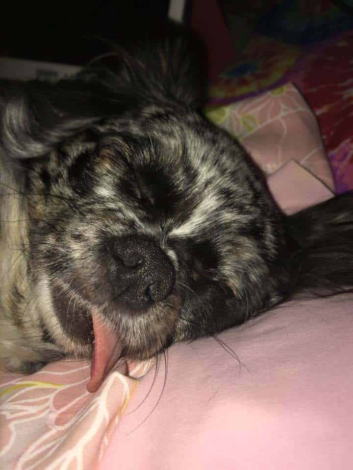 Sleeping Chihuahua with tongue hanging out